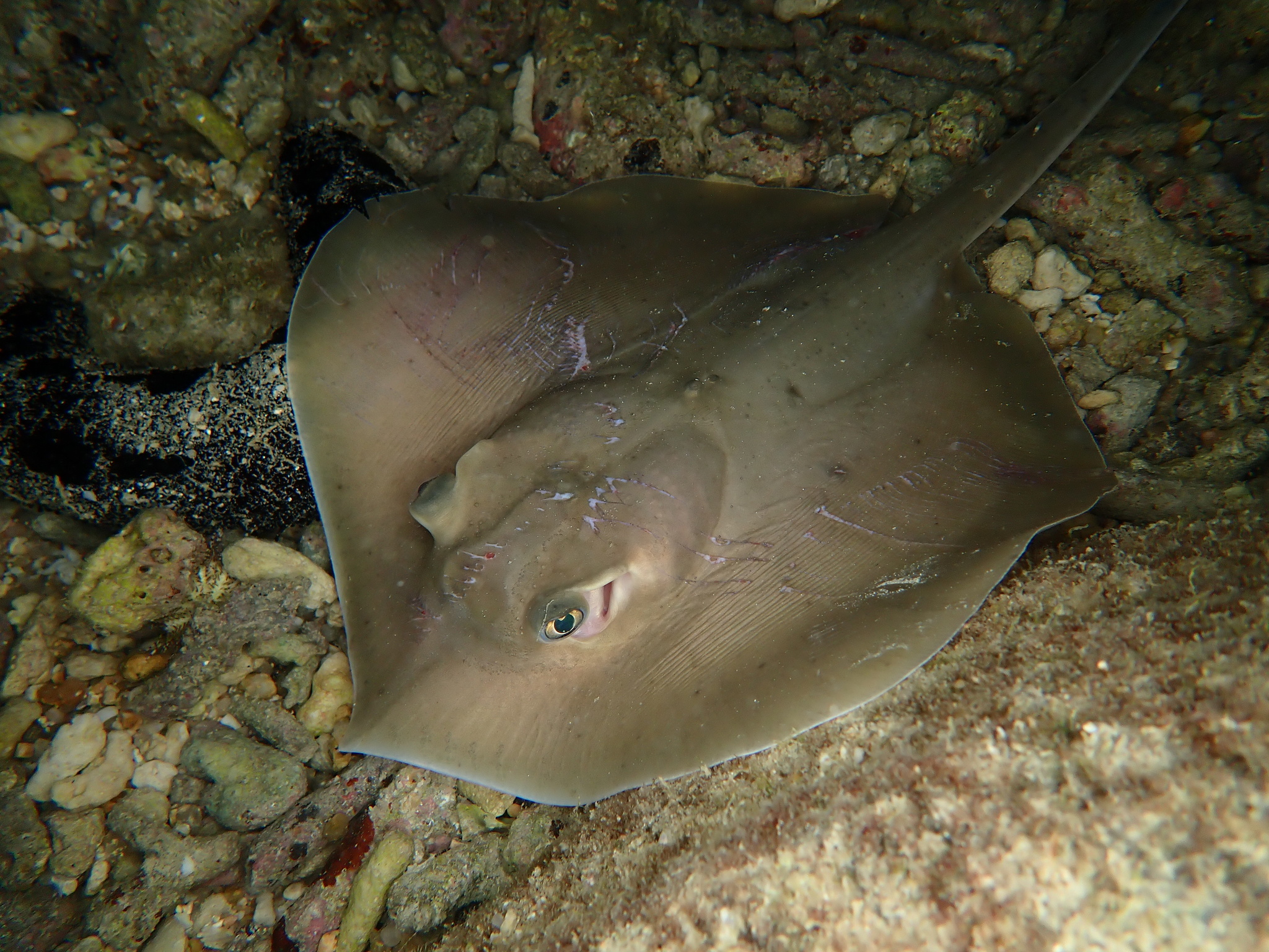 Bennett's Stingray photo 6
