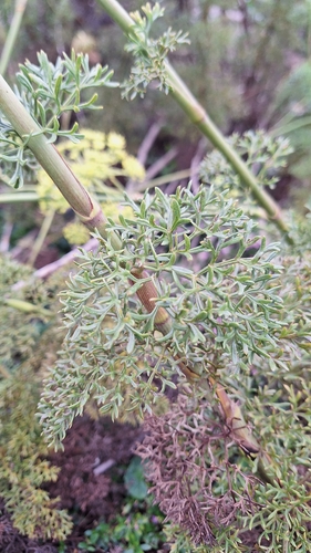 Wild Blisterbush (Notobubon ferulaceum)