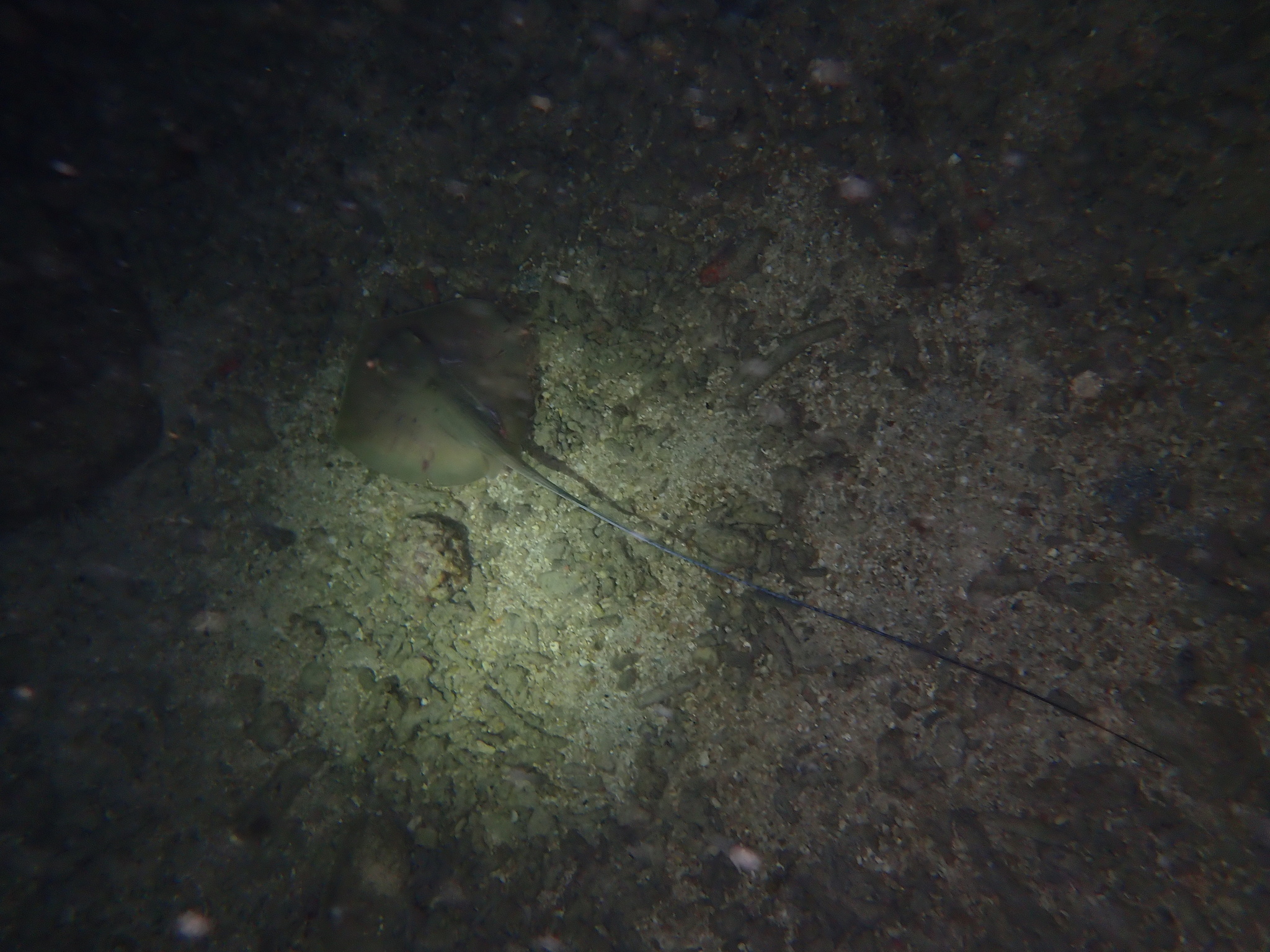 Bennett's Stingray photo 7
