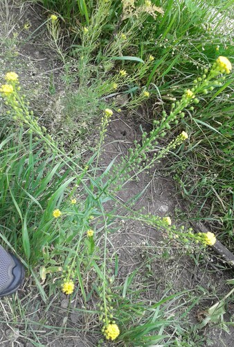 ball mustard (Neslia paniculata)