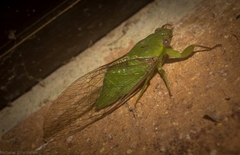 Chlorocysta vitripennis