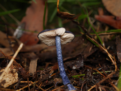 Entoloma panniculus