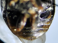 Hyperaspis connectens