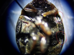 Hyperaspis connectens