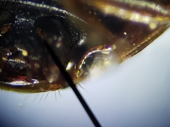 Hyperaspis connectens