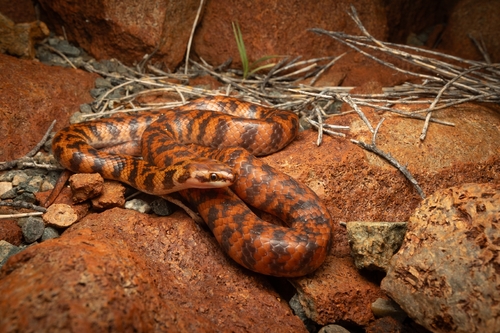 Rosen's Snake