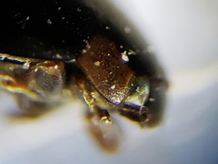 Hyperaspis connectens