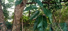 Ficus subpisocarpa