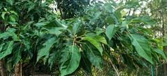 Ficus subpisocarpa