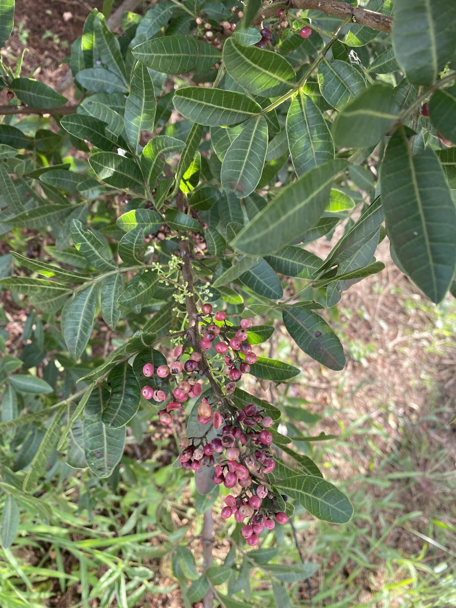 Schinus terebinthifolia