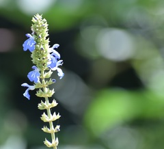 Salvia uliginosa