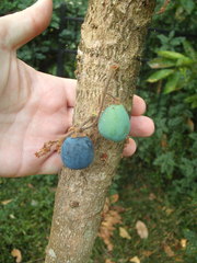 Davidsonia jerseyana