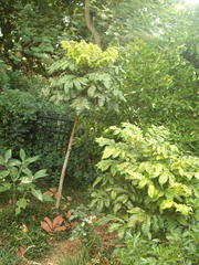 Davidsonia jerseyana