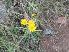 Senecio stoechadiformis