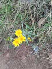 Senecio stoechadiformis