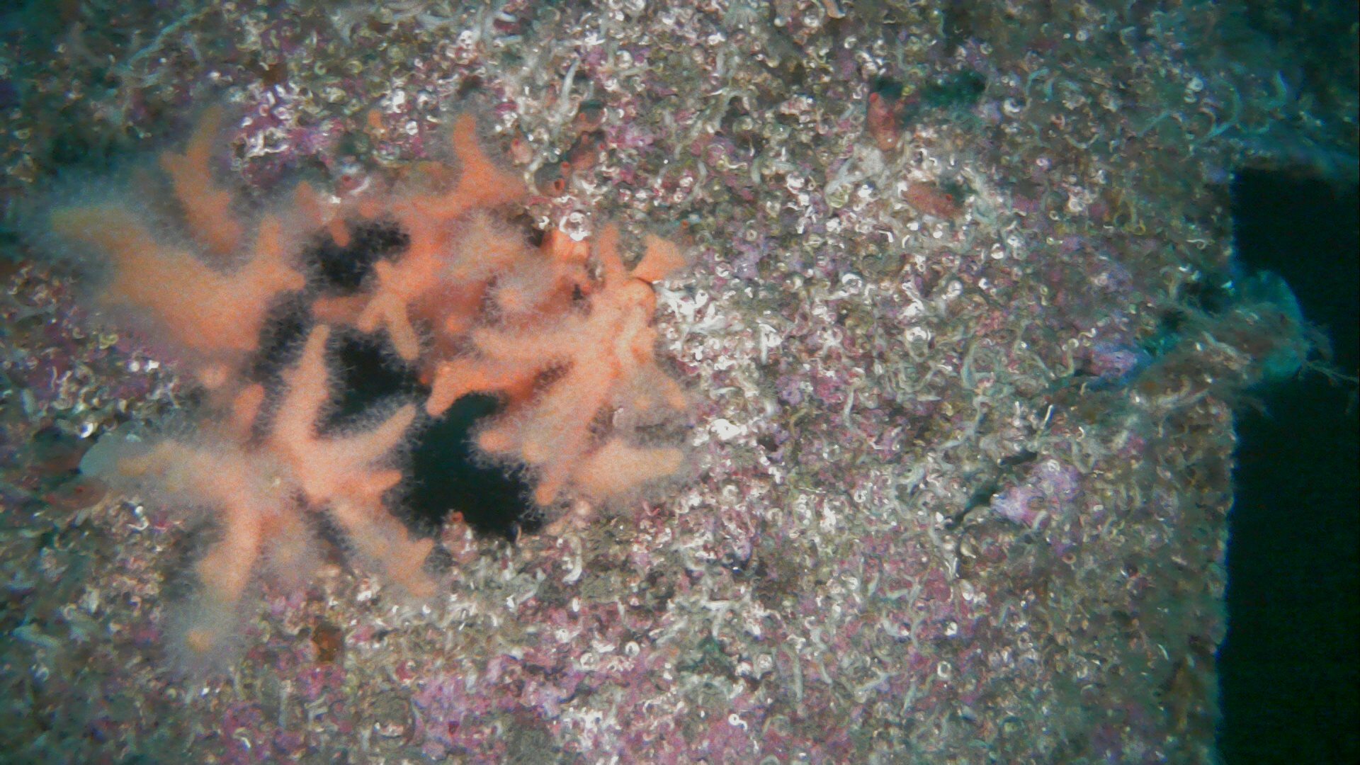 Alcyonium digitatum Linnaeus, 1758