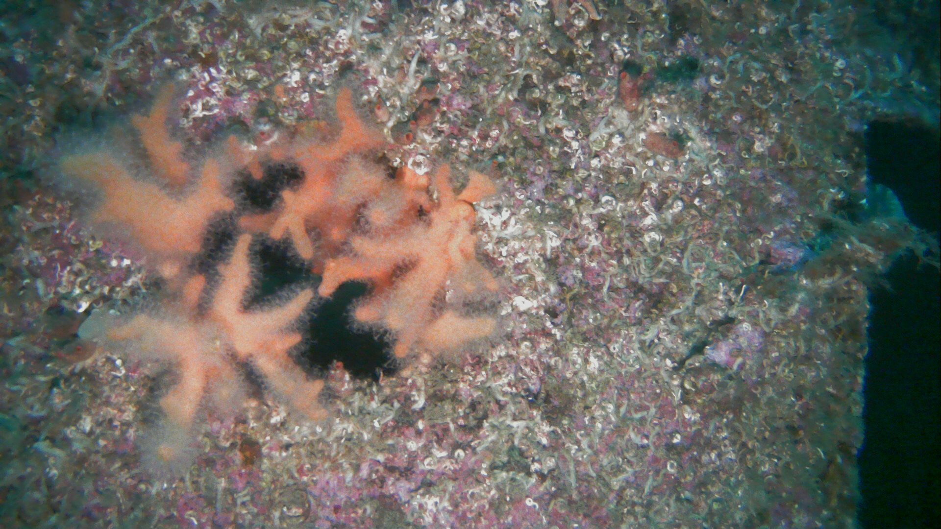 Alcyonium digitatum Linnaeus, 1758