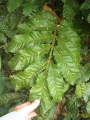 Davidsonia jerseyana