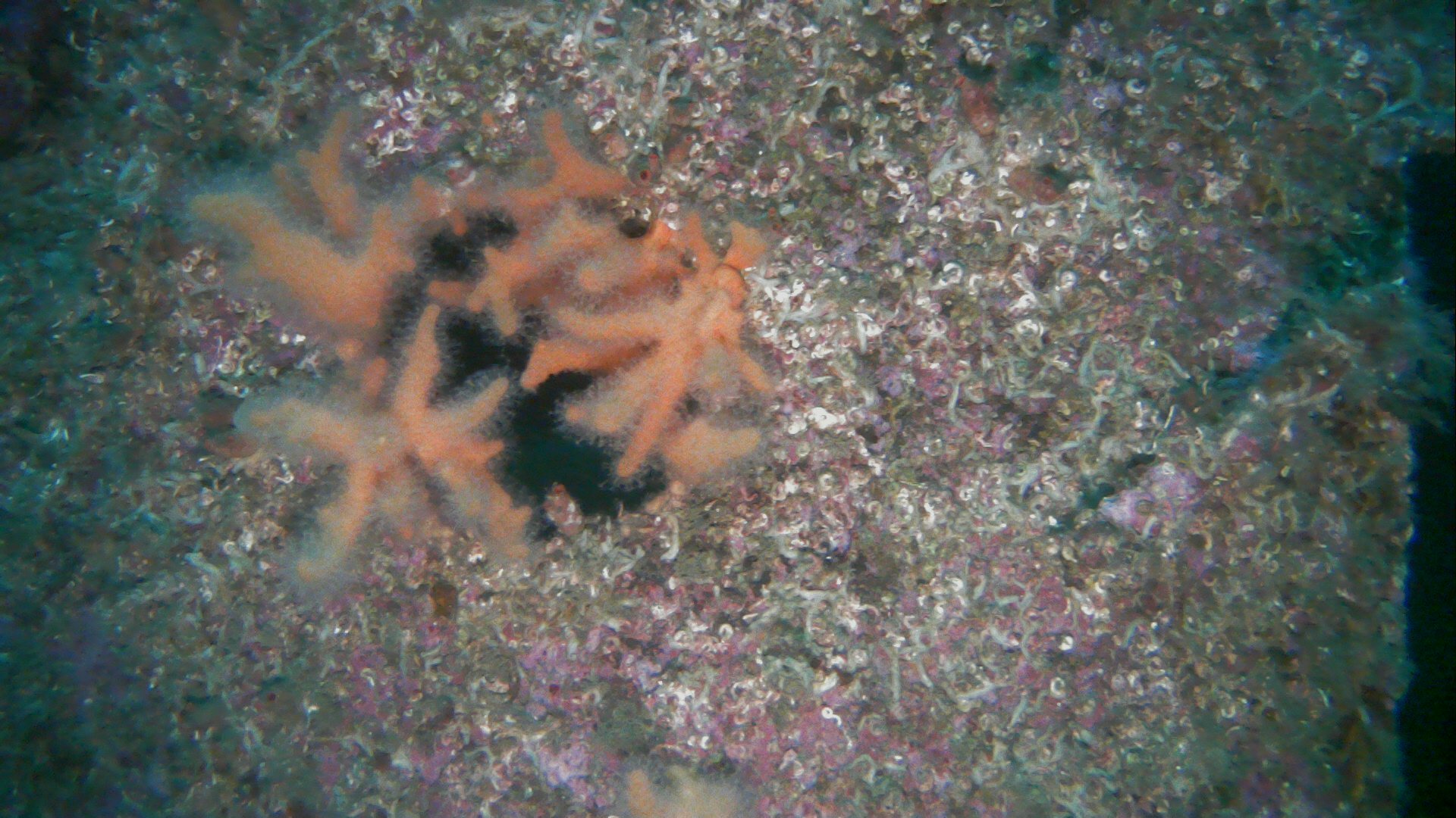 Alcyonium digitatum Linnaeus, 1758
