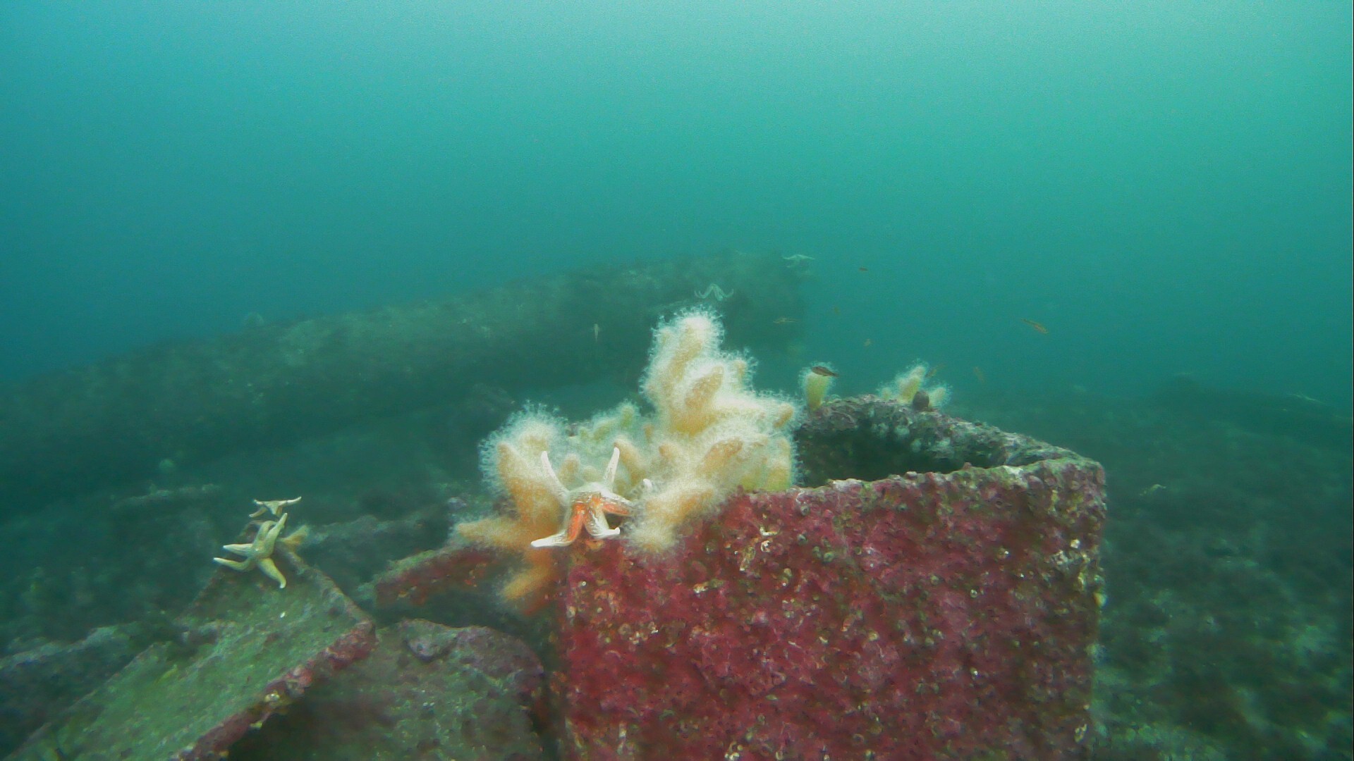 Alcyonium digitatum Linnaeus, 1758