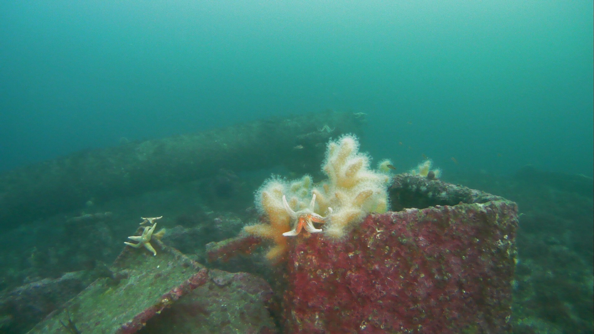 Alcyonium digitatum Linnaeus, 1758