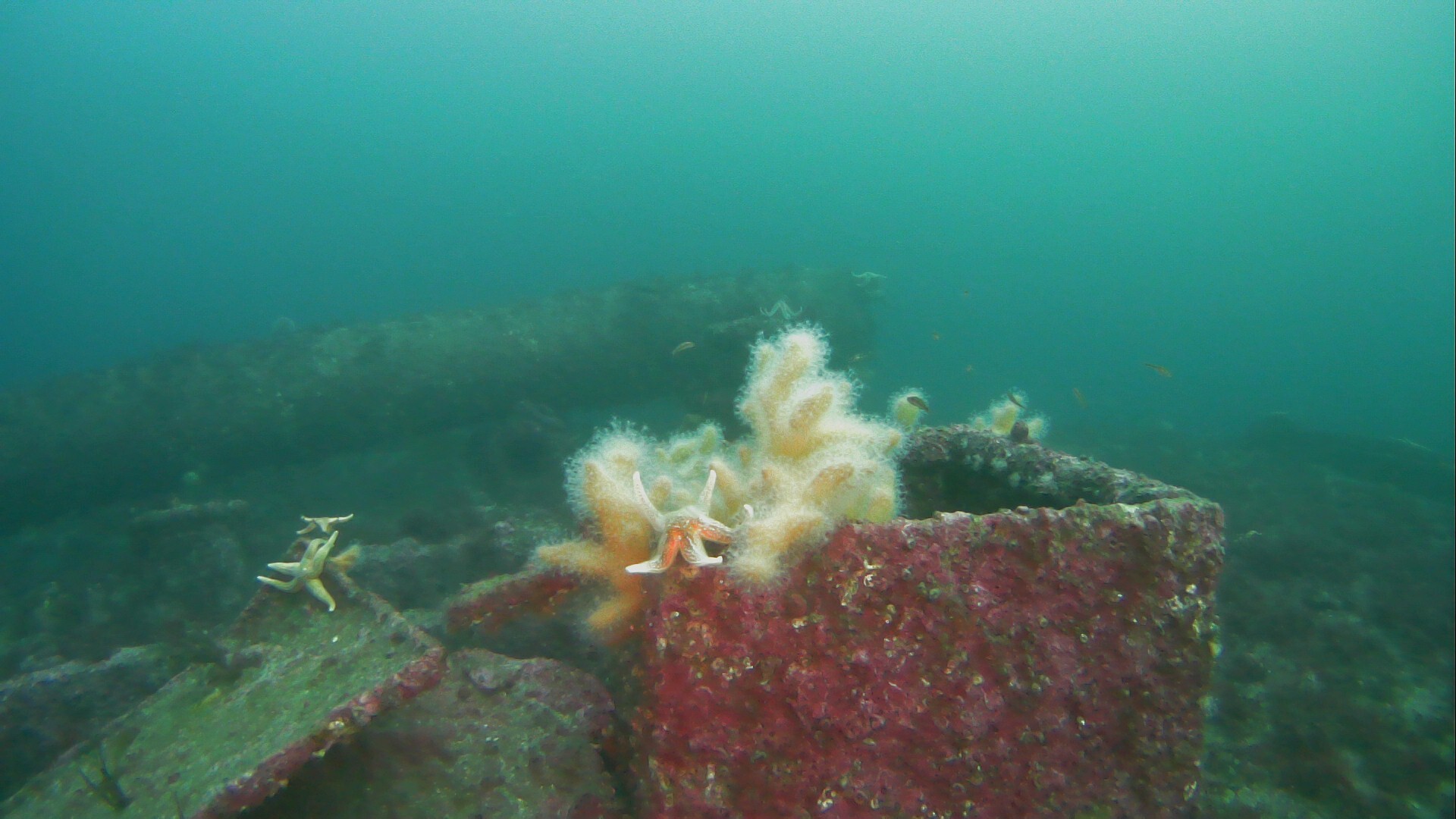 Alcyonium digitatum Linnaeus, 1758