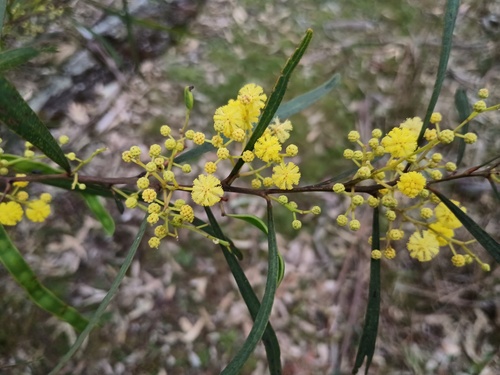 Wirilda (Acacia provincialis)