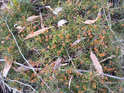 heath wattle (Acacia brownii)