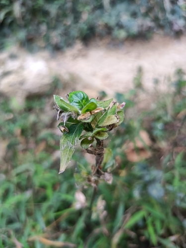 Chinese Dicliptera (Dicliptera chinensis)
