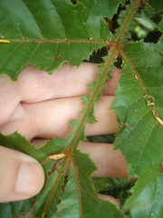 Davidsonia jerseyana