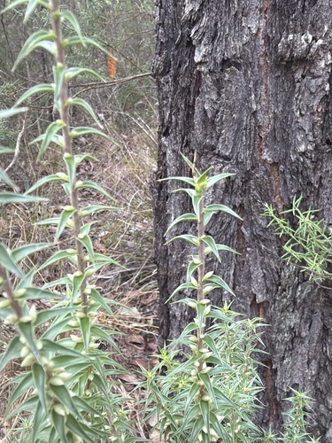 urn heath (Melichrus urceolatus)
