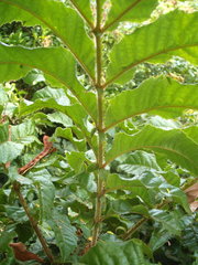 Davidsonia jerseyana