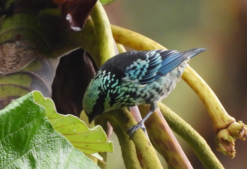 Beryl-spangled Tanager (Tangara nigroviridis), photo 5