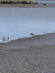 Limosa