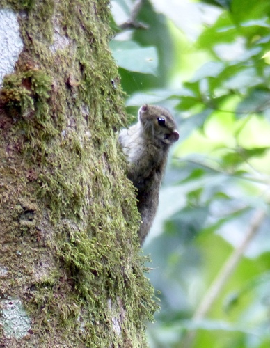 Boehm's Bush Squirrel