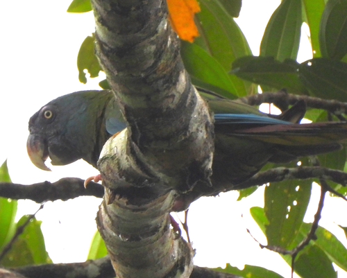 Blue-headed Macaw (Primolius couloni)