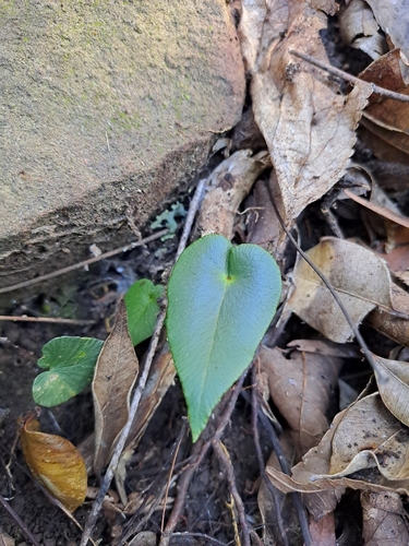 heart fern (Pellaea paradoxa)