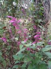 Salvia iodantha