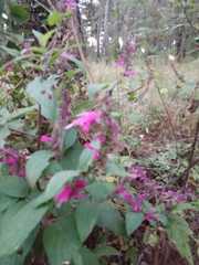 Salvia iodantha
