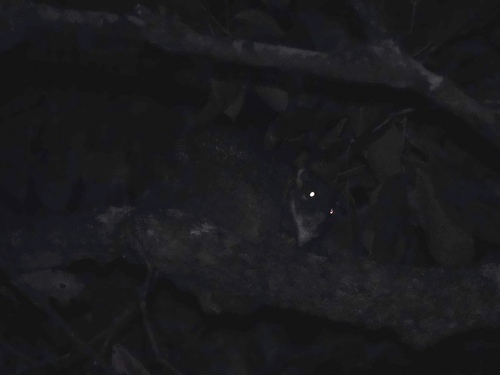 Green Ring-tailed Possum