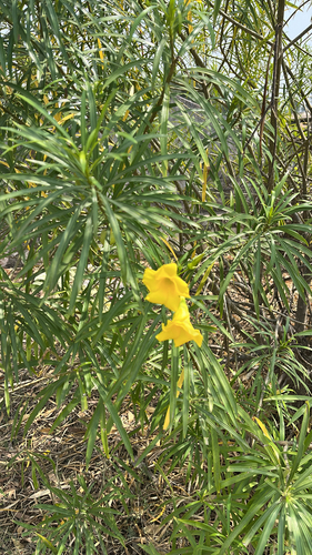 Be-still tree