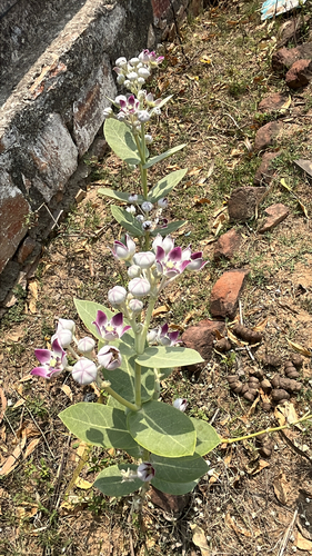 giant milkweed