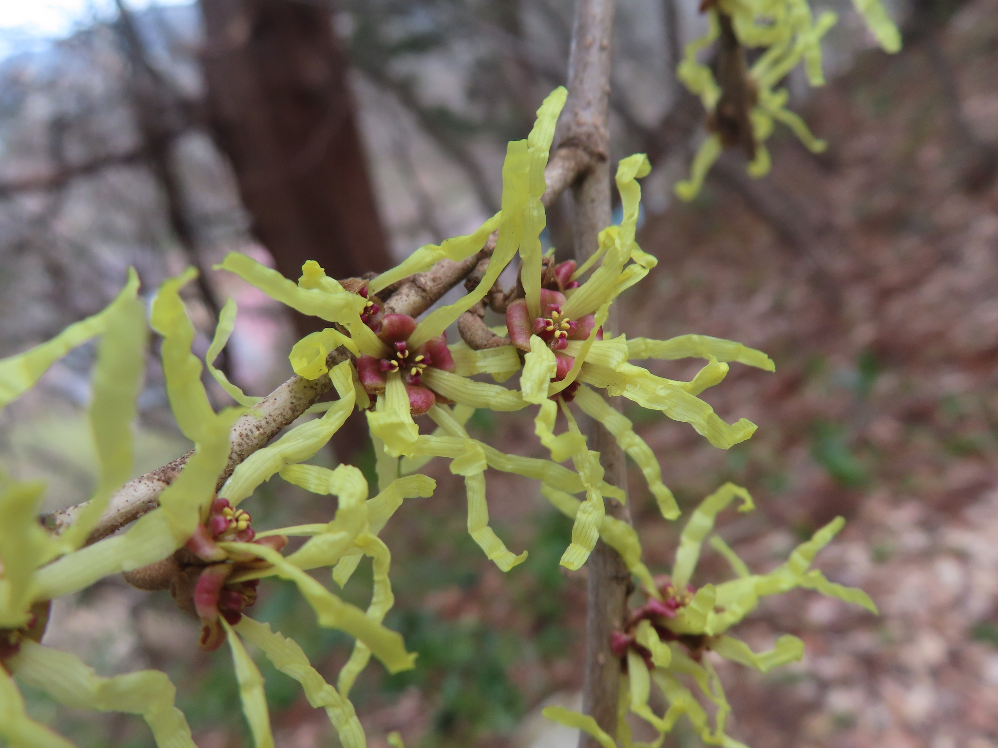 Japanese Witch-Hazel (Hamamelis japonica)