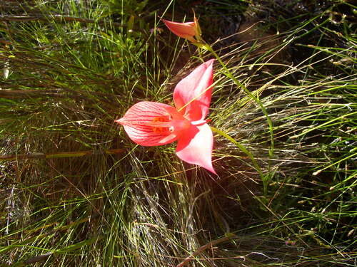 Red Disa (Disa uniflora)