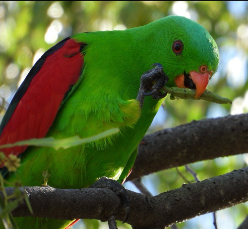 Red-winged Parrot