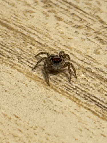 Plexippus setipes