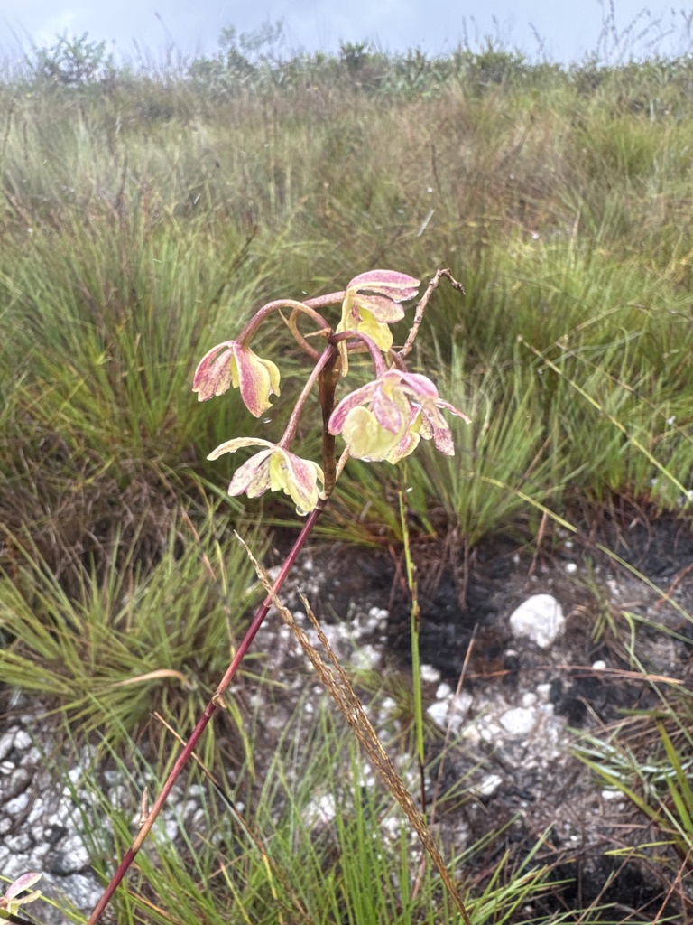 Epidendrum martianum Lindl.