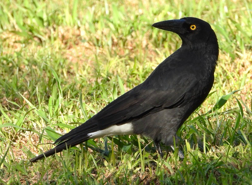 Pied Currawong