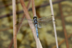 Orthetrum boumiera