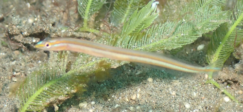 Gunnellichthys viridescens observed 2026-03-19